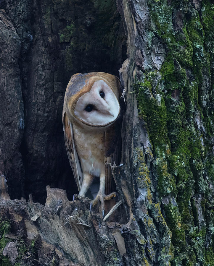 Barn Owl Photograph by Angie Vogel
