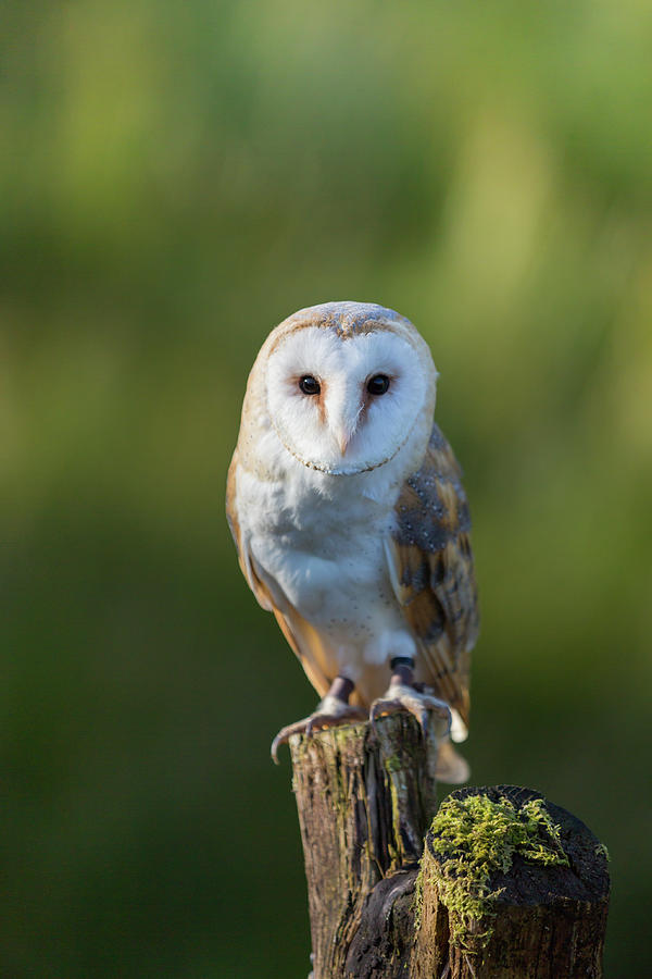 Barn Owl Photograph by Anita Nicholson