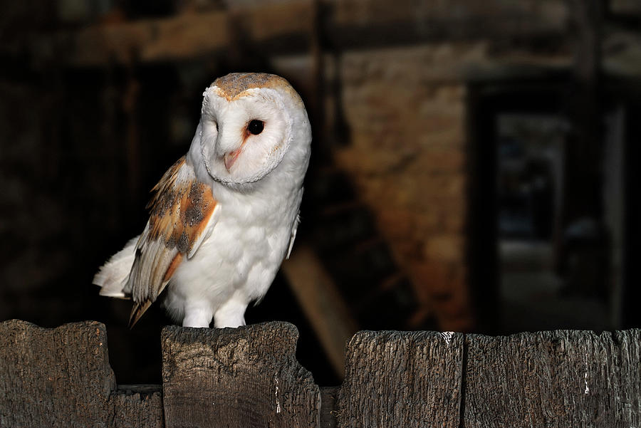 Barn Owl at Farm Photograph by Arterra Picture Library