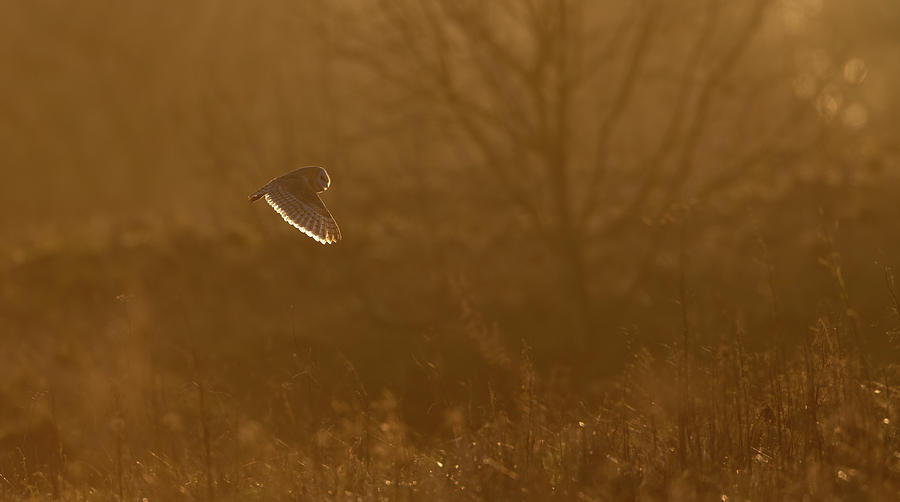 Barn Owl At Sunset Photograph by Pete Walkden