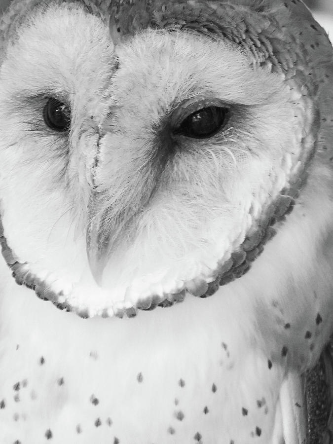 Barn Owl Awake bw Photograph by Emmy Marie Vickers