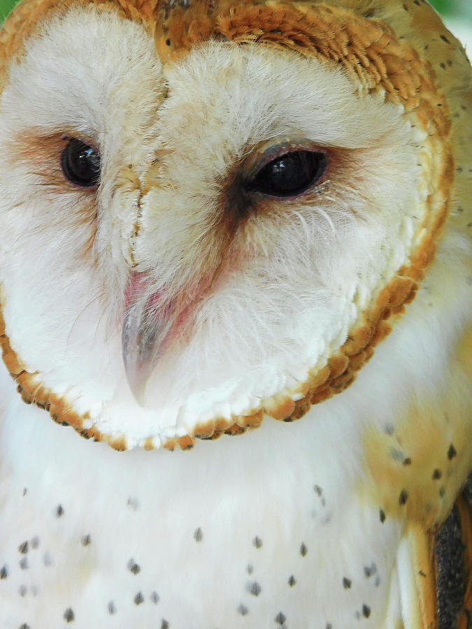 Barn Owl Awake Photograph by Emmy Marie Vickers