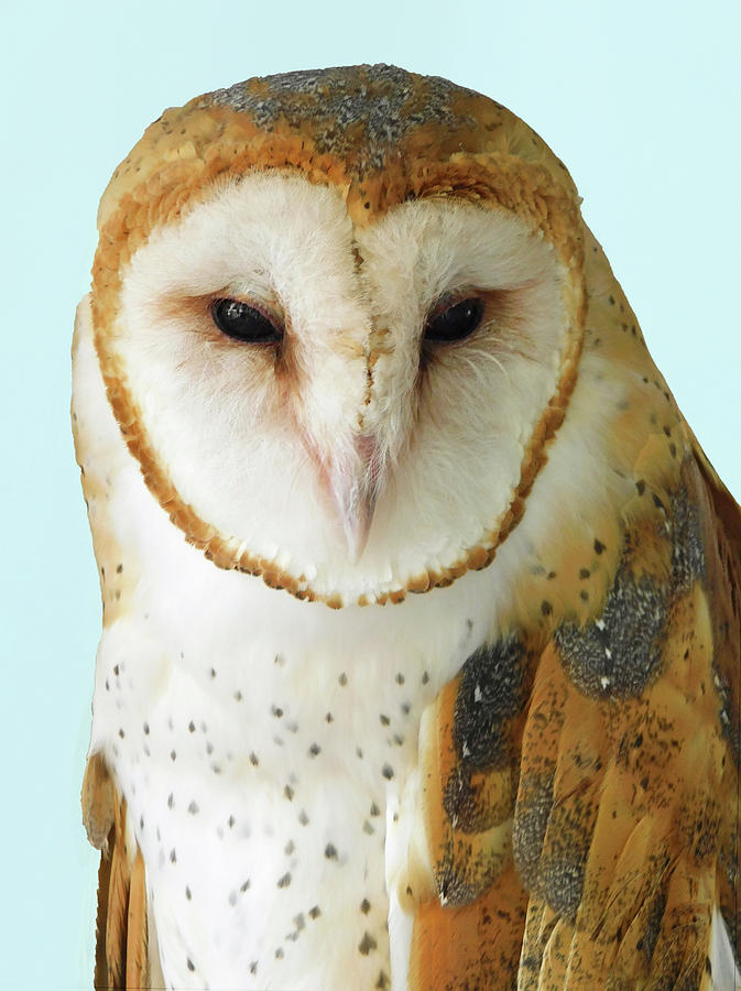 Barn Owl Beauty Photograph by Emmy Marie Vickers