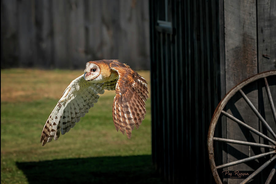 Barn Owl Boogie Photograph by Peg Runyan
