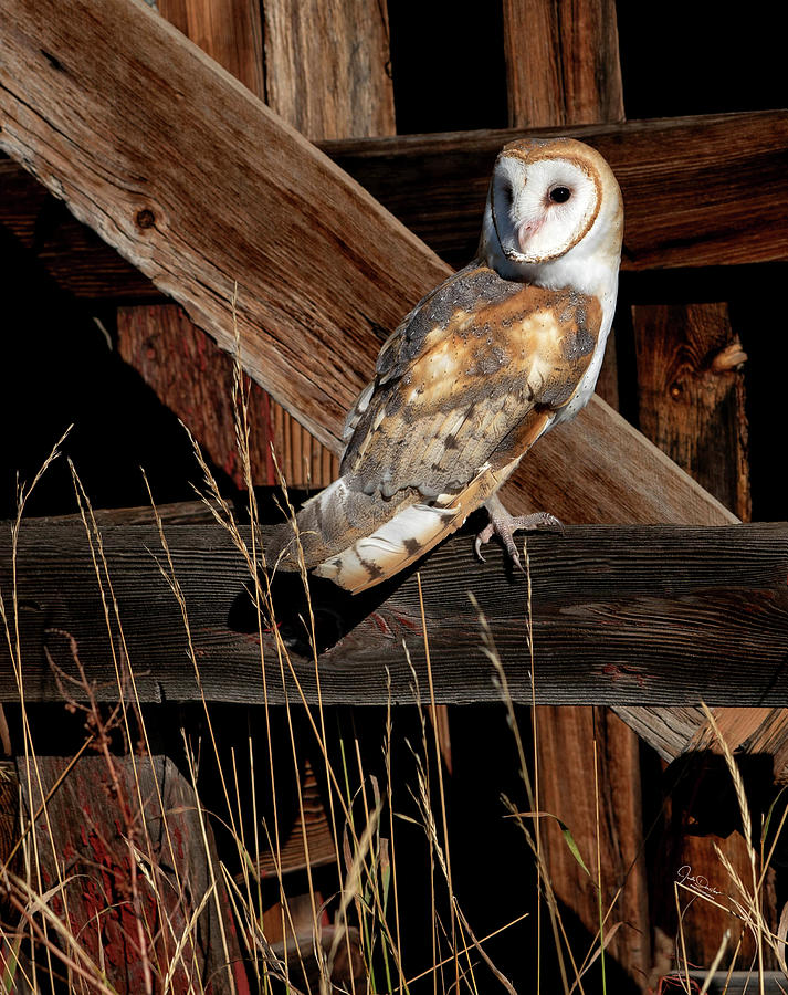 Barn Owl Break Photograph by Judi Dressler