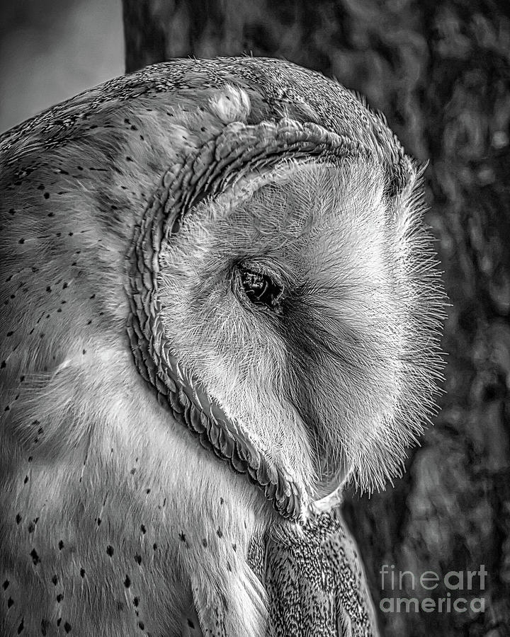 Barn Owl BW Pyrography by Joseph Miko