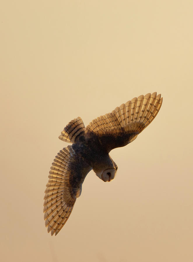 Barn Owl Diving Down Photograph by Pete Walkden