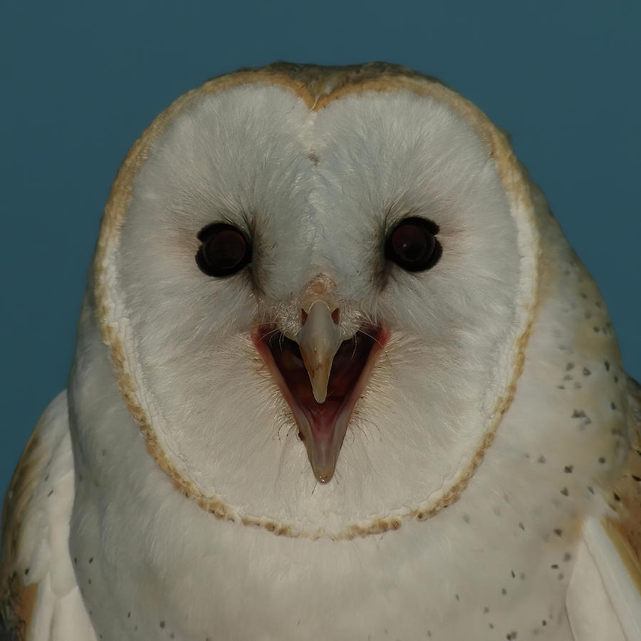 Barn Owl Photograph by Ernest Echols