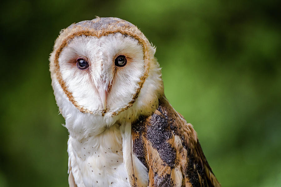 Barn owl eyes Photograph by Robert Miller