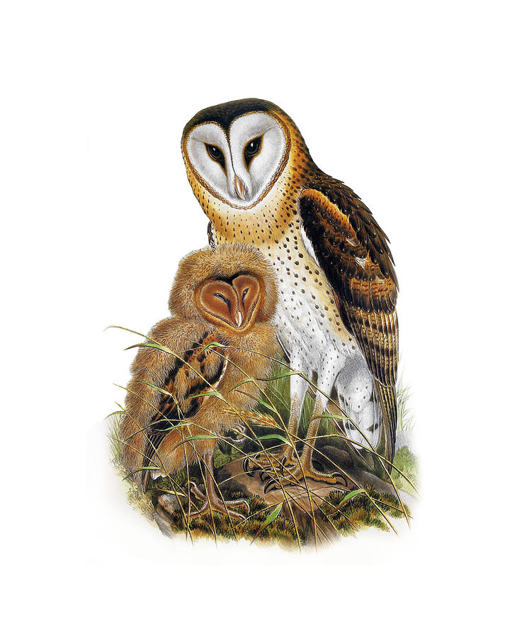 Owl Digital Art - Barn Owl Family by Madame Memento