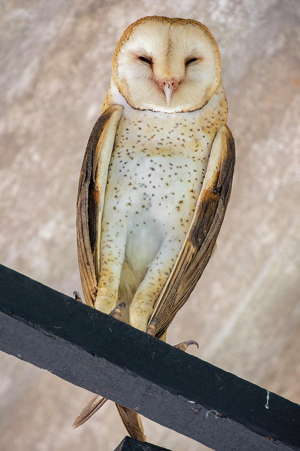 Barn Owl Florencia Caqueta Colombia Photograph by Adam Rainoff