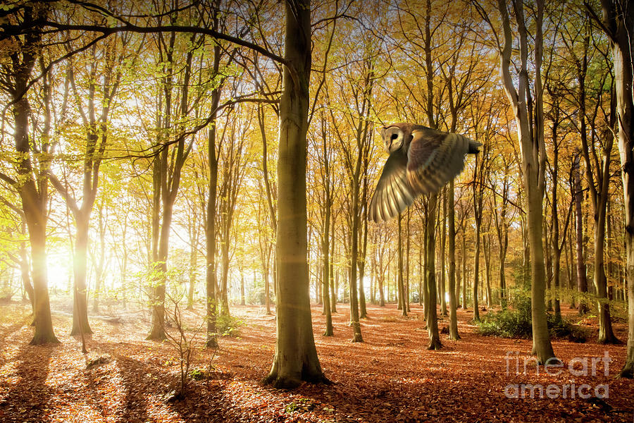 Barn owl flying in autumn woodland Photograph by Simon Bratt