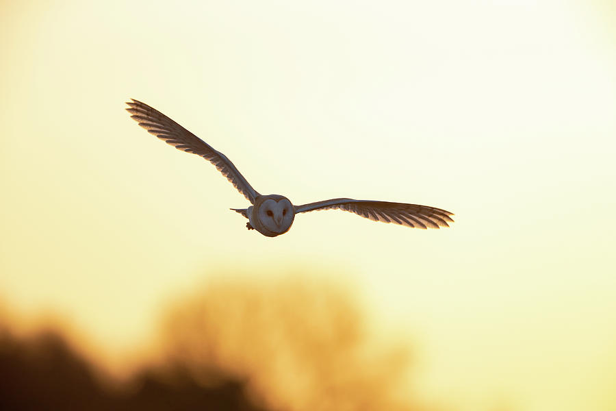 Barn Owl Flying Lit Up By Setting Sun Photograph by Pete Walkden