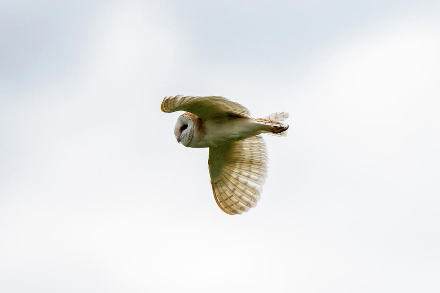 Barn Owl Flypast 1 Photograph by Mark Hunter