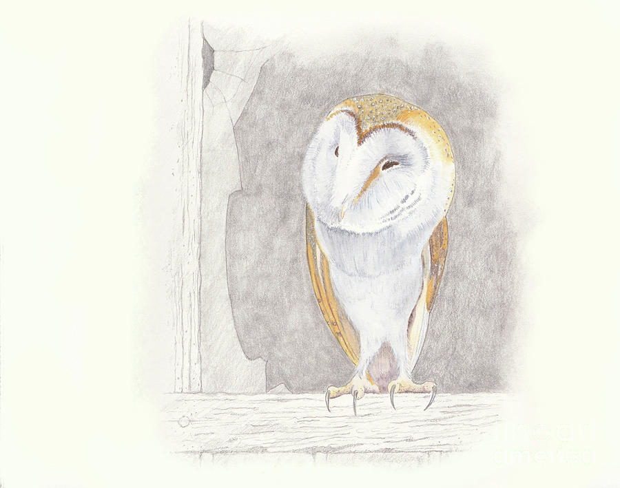Barn Owl Painting by Gordon Palmer