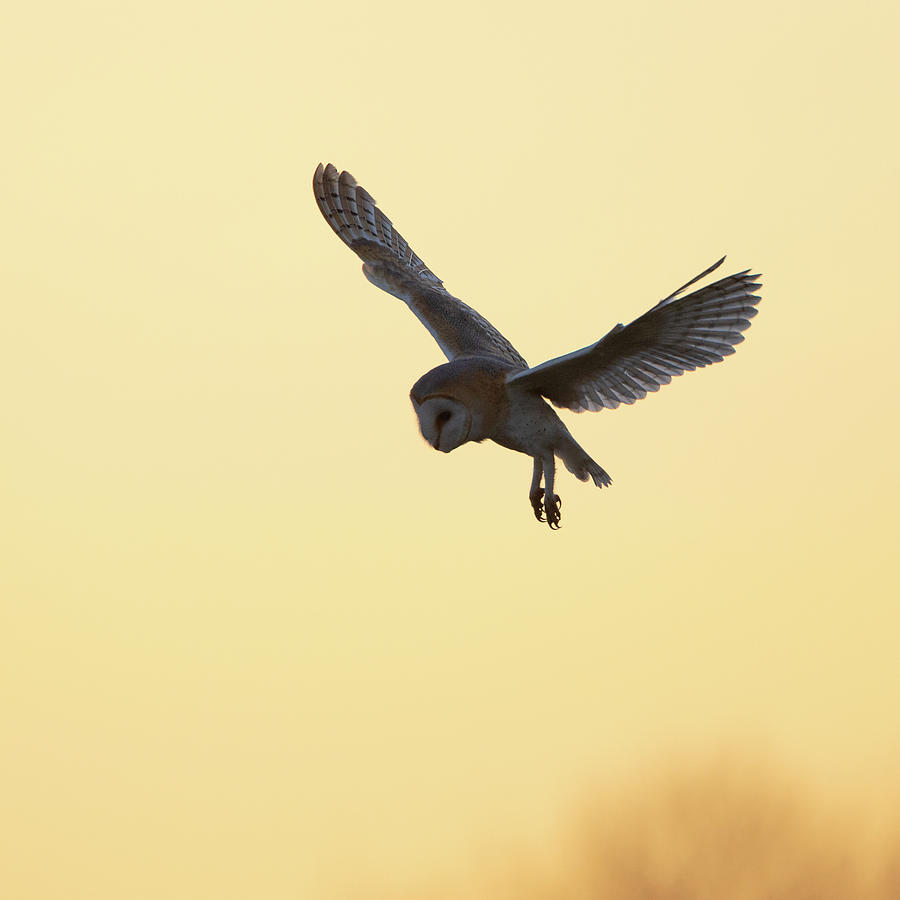 Barn Owl Hovers At Sunset Photograph by Pete Walkden