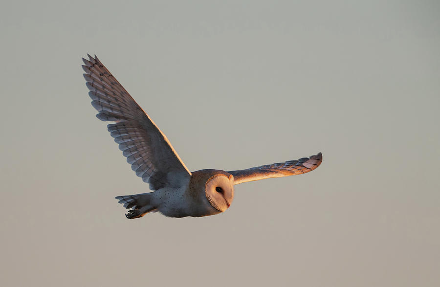 Barn Owl Hunting In Winter Photograph by Pete Walkden