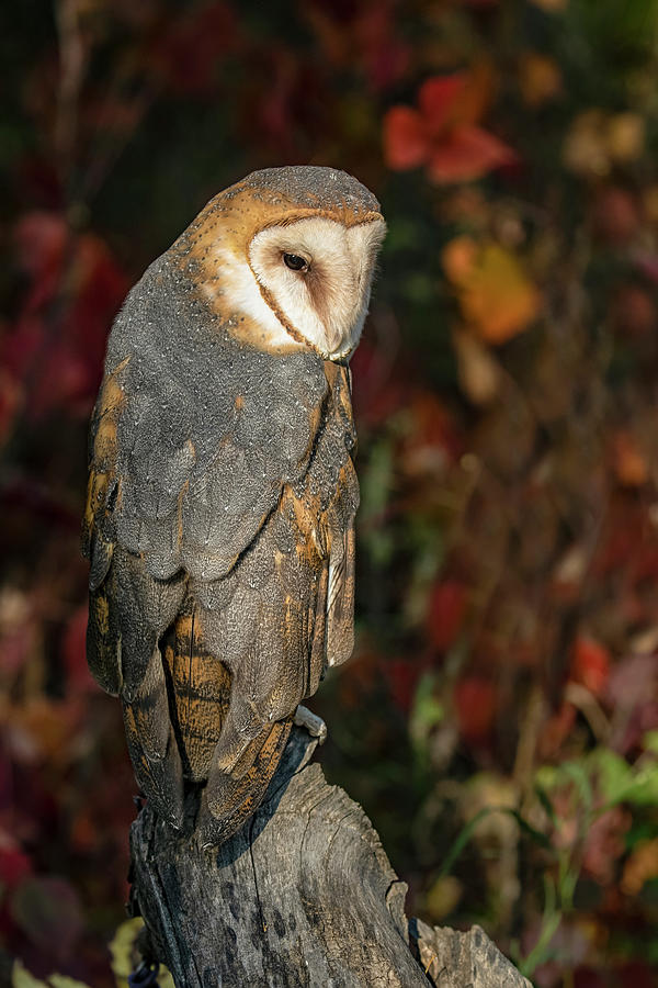 Barn Owl in Autumn Photograph by Dawn Key