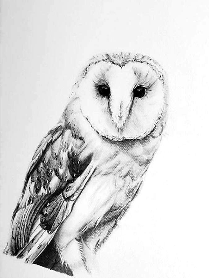 Barn Owl in Charcoal  Drawing by Alexis King-Glandon