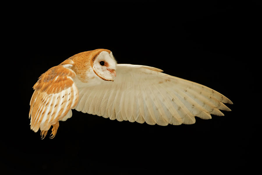 Barn Owl In Flight Photograph by CR Courson