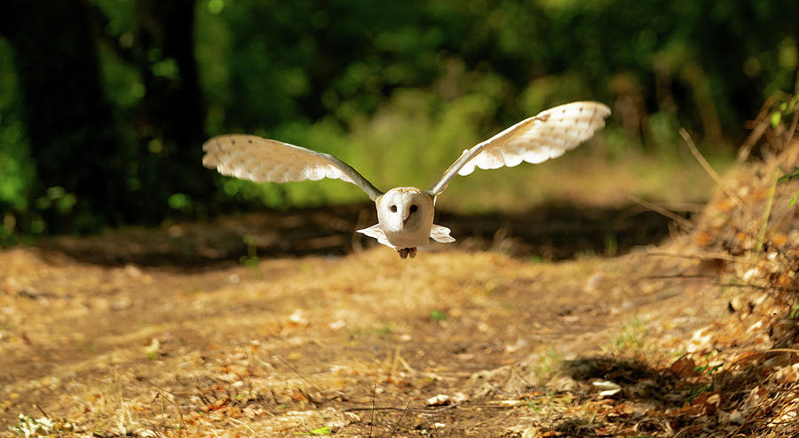 Barn Owl In Flight Photograph By Elliot Manarin Pixels