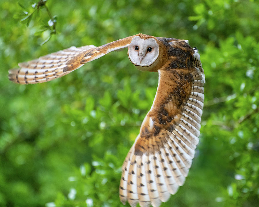 Barn Owl in Flight Photograph by Erin K Images