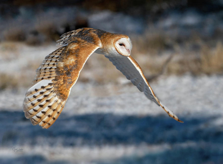 Barn Owl in Flight Photograph by Judi Dressler