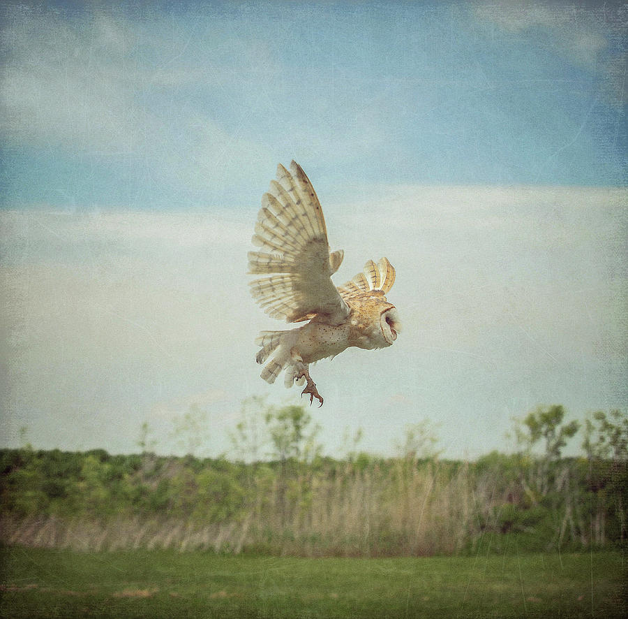 Barn Owl In Flight Texture Version Photograph by Carrie Ann Grippo-Pike