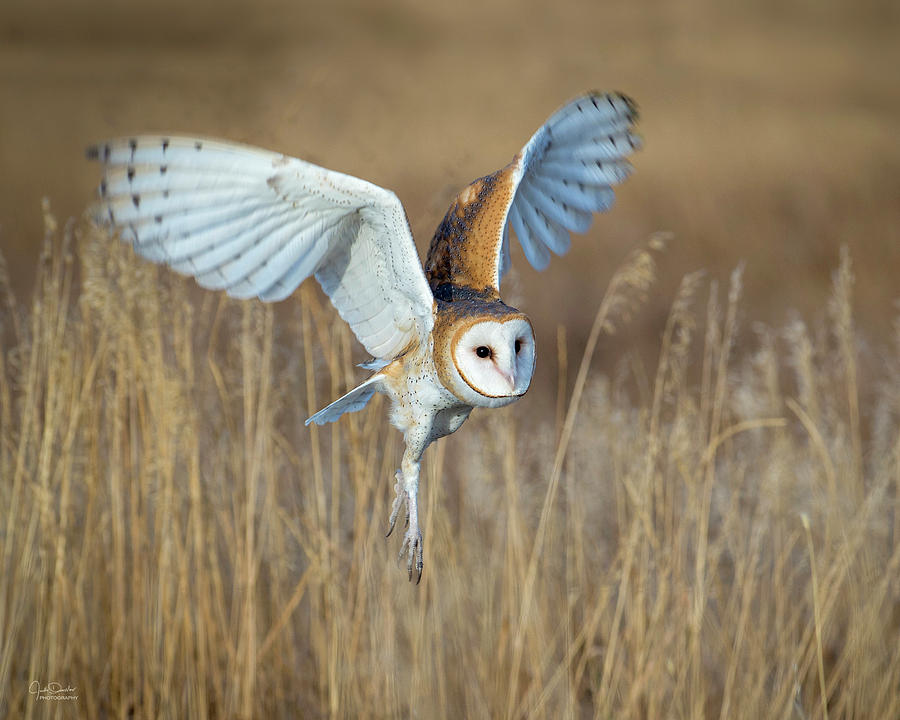 Barn Owl In Grass Photograph