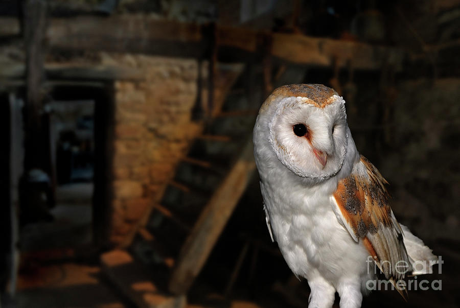Barn Owl in Shed Photograph by Arterra Picture Library