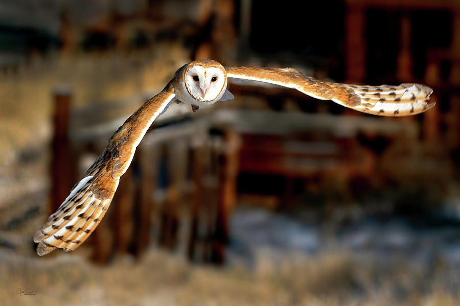 Owl Photograph - Barn Owl Incoming by Judi Dressler