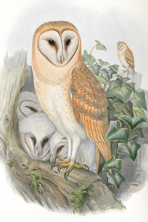 Barn Owl. John Gould Drawing by World Art Collective