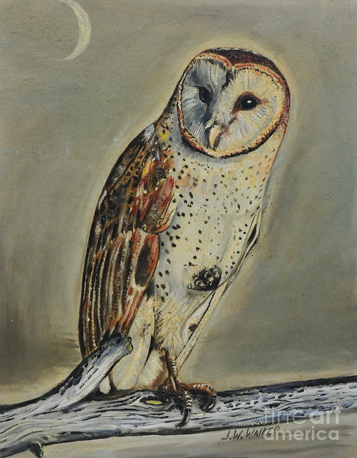  Barn Owl Painting by John W Walker