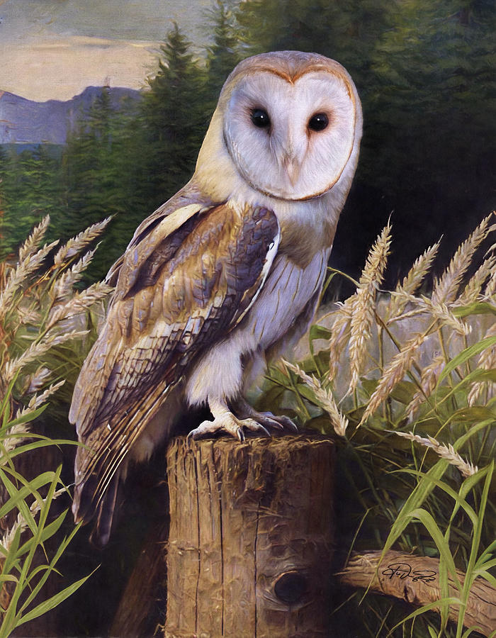 Barn Owl Painting - Barn Owl by Jurgen Doelle
