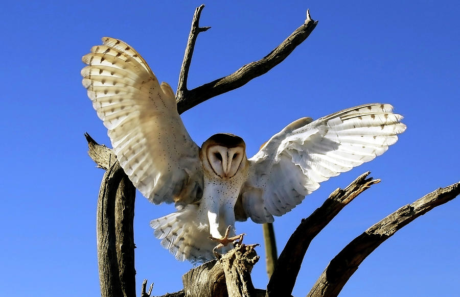 Barn Owl landing  Photograph by Glen Loftis