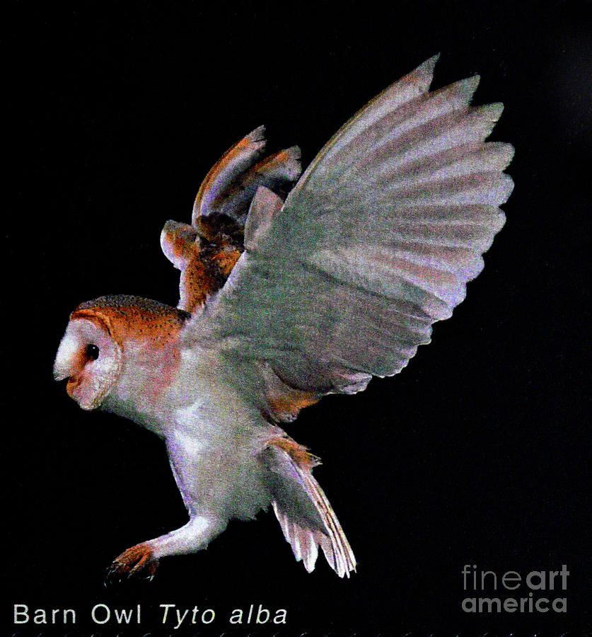 barn owls landing