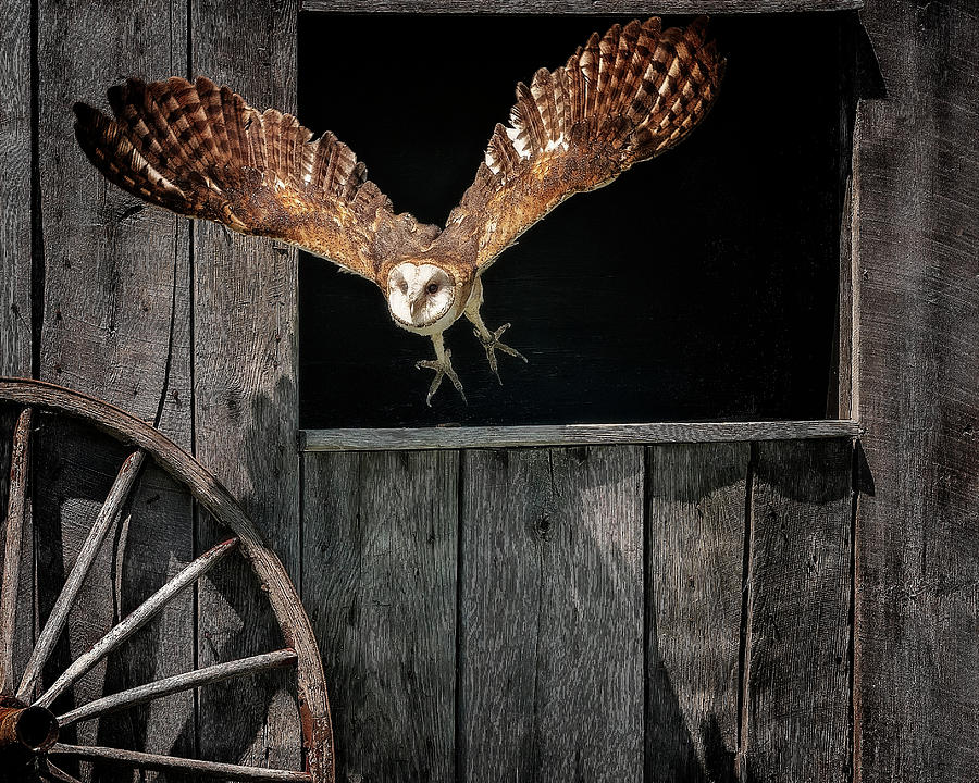 Barn Owl Leaving Barn Photograph by Peg Runyan