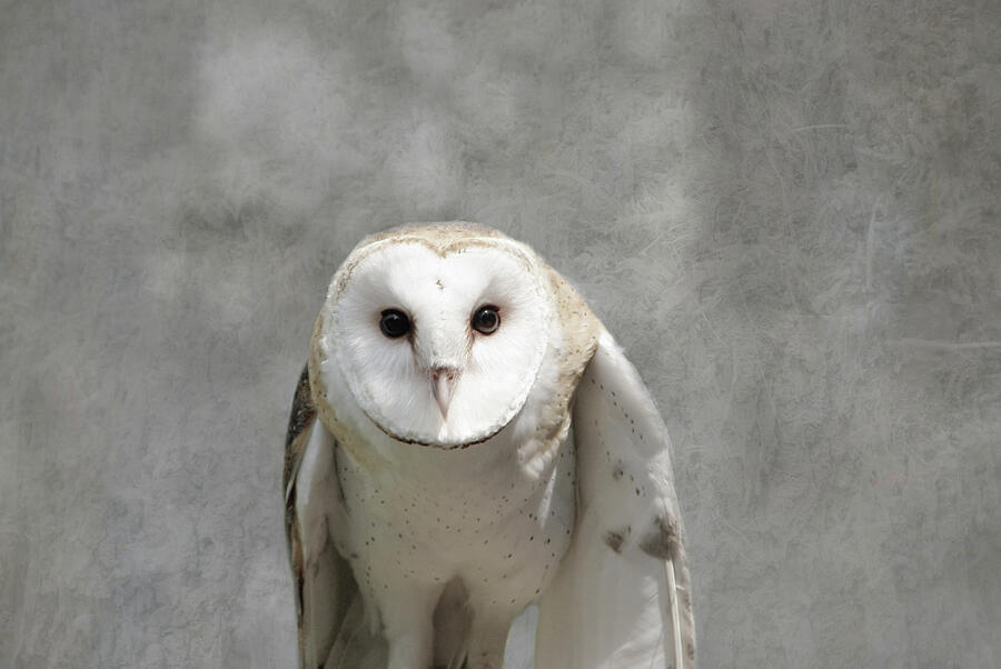Barn Owl Photograph by Marilyn Wilson