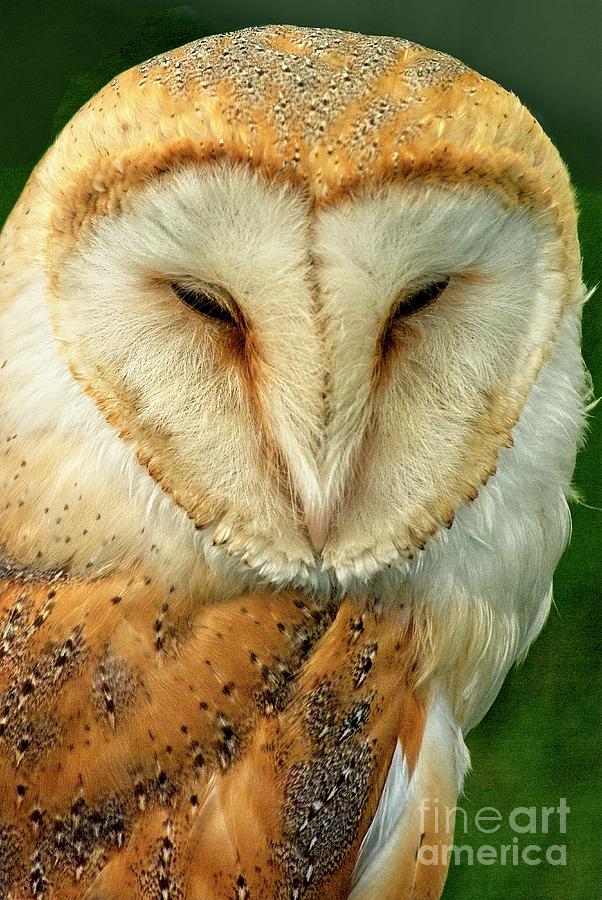 Barn Owl Photograph by Martyn Arnold