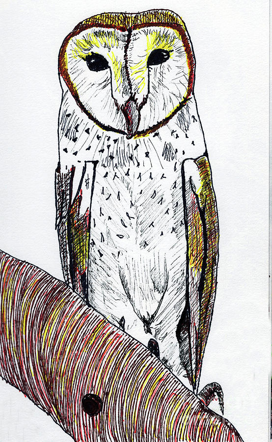 Barn Owl Drawing by Mary Capriole