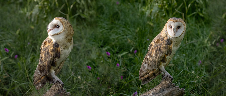 Barn Owl Mug Photograph by Dawn Key
