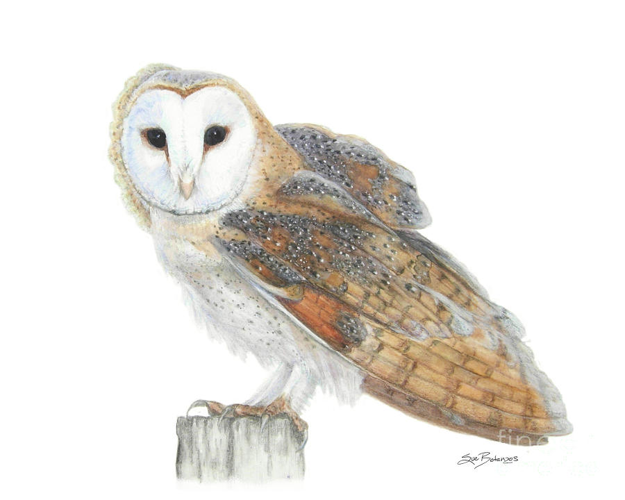Barn Owl Painting - Barn Owl Neighbor by Sue Betanzos