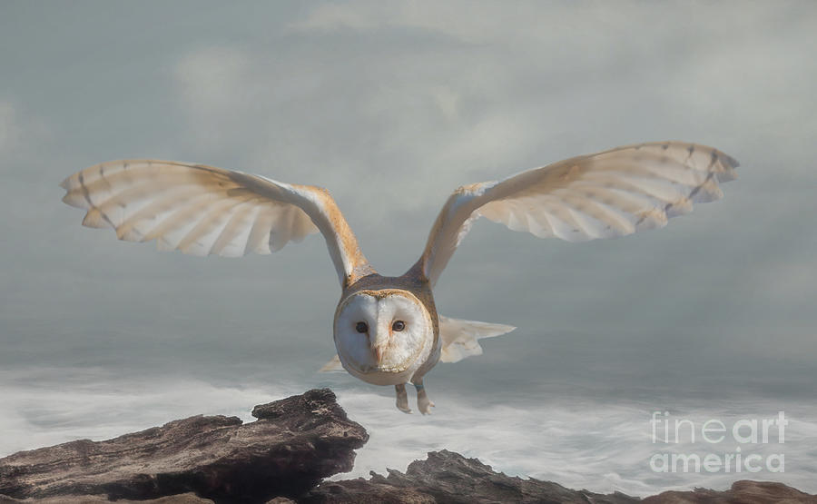 Owl Mixed Media - Barn Owl over Cliffs by Elisabeth Lucas