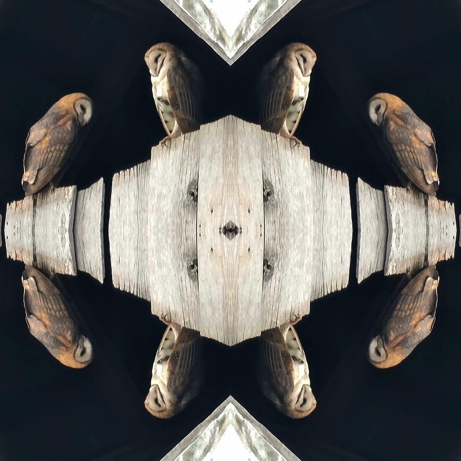 Barn Owl Pattern 7 Photograph by Amanda Rae