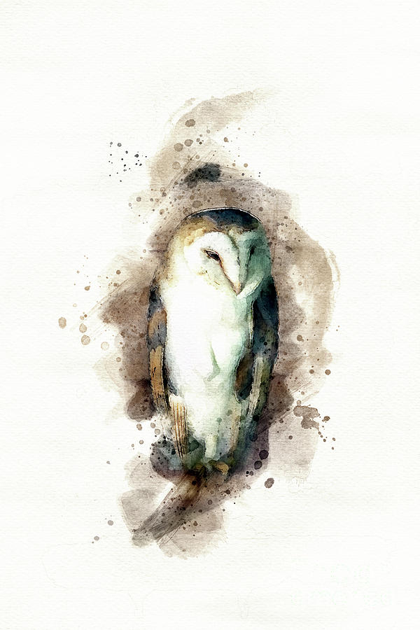 Barn owl perched on a branch in an old barn. Digital watercolour painting on white. Photograph by Jane Rix