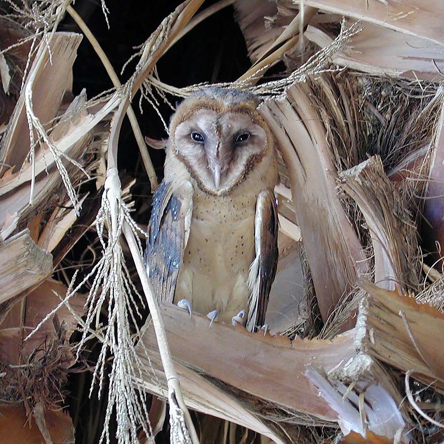 Barn Owl Photograph by Perry Hoffman