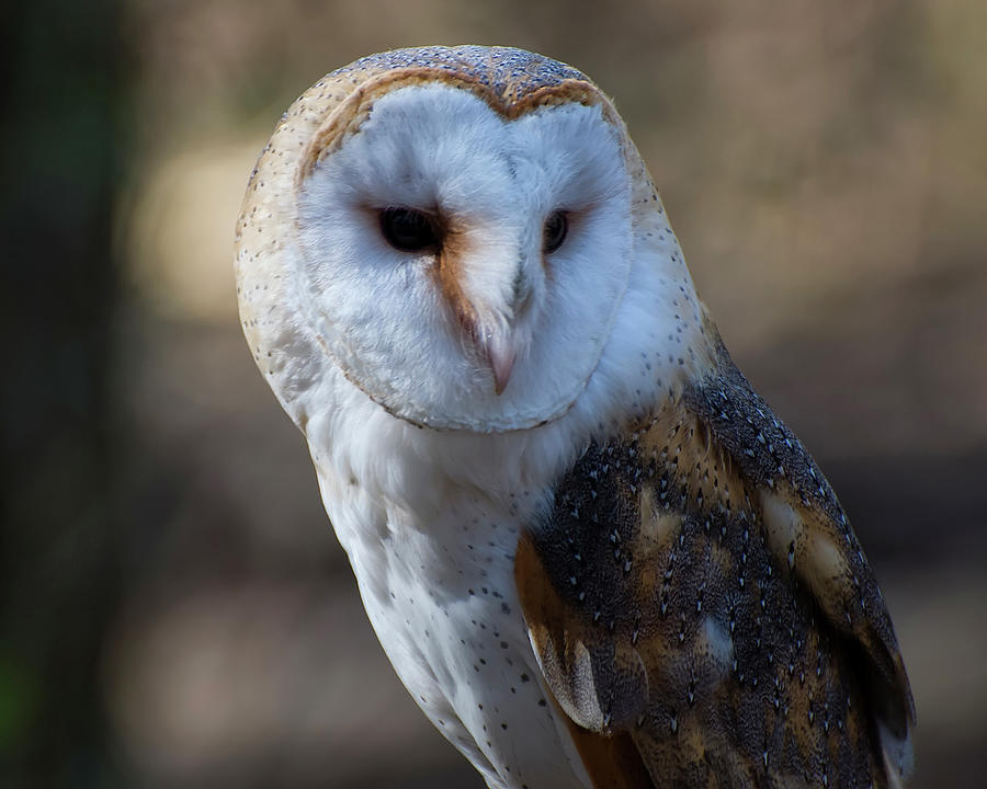 Owl Photograph - Barn owl Portrait by Flees Photos