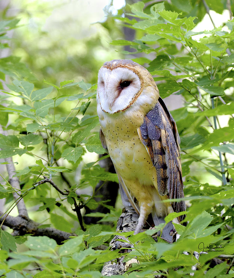 Barn Owl Portrait Photograph by Judi Dressler