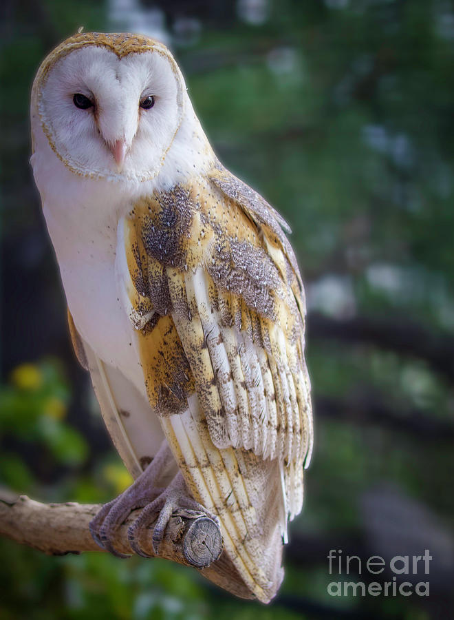Barn Owl Portrait Photograph by Shirley Dutchkowski