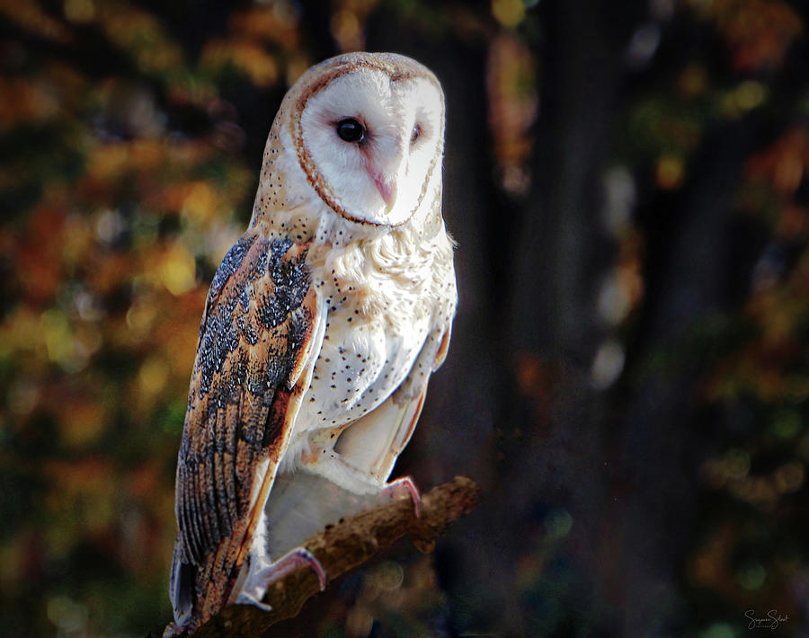 Barn Owl Portrait Photograph by Suzanne Stout